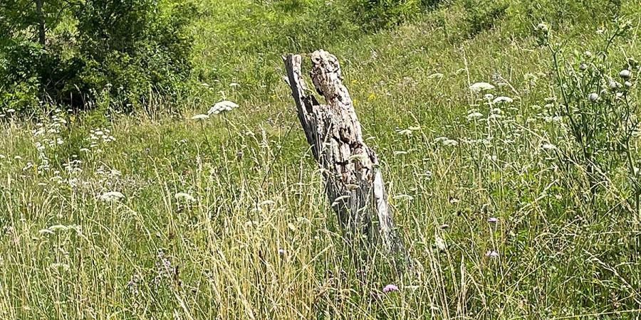 Teil eines abgegangenen Streuobstbaums in einer Sommerwiese, das Holz ist durchsetzt von kleinen von Tieren zeugendenLöchern 